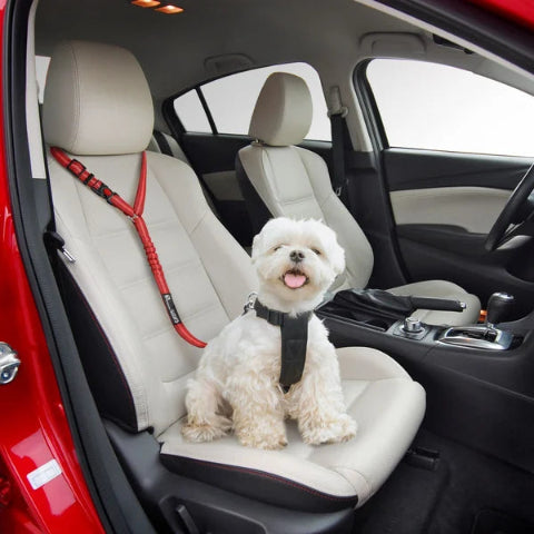 Correa de Seguridad Ajustable para Perro – Especial Coche 