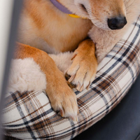 Reisbank voor Honden – Comfortabel en Gemakkelijk te Installeren 
